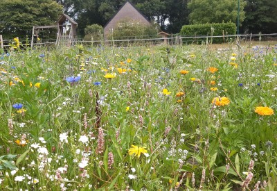 bloemenweide  in de zomer